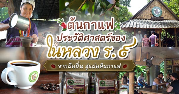 ต้นกาแฟ ต้นกาแฟ