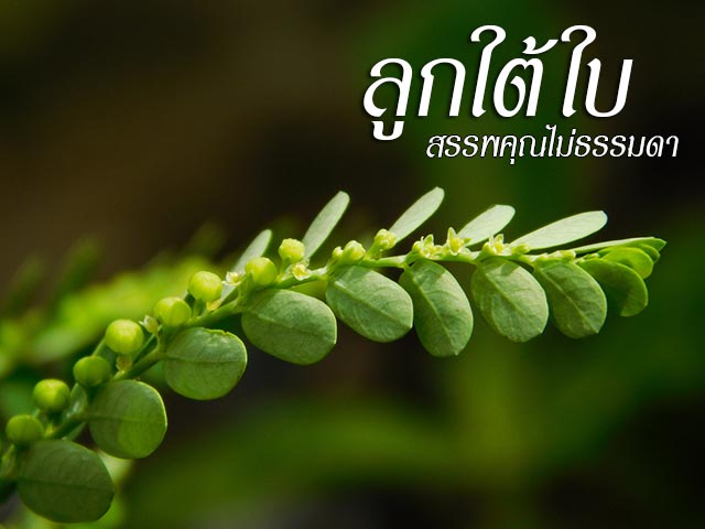 ลูกใต้ใบ ลูกใต้ใบ