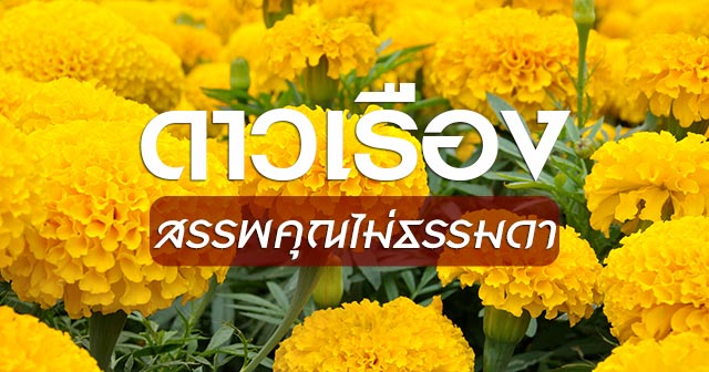 ดอกดาวเรือง ดอกดาวเรือง