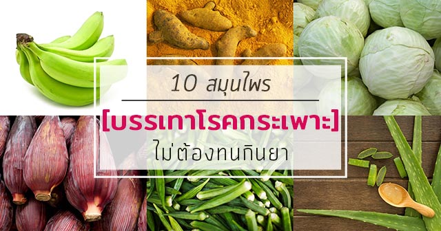 สมุนไพรรักษาโรค สมุนไพรรักษาโรค