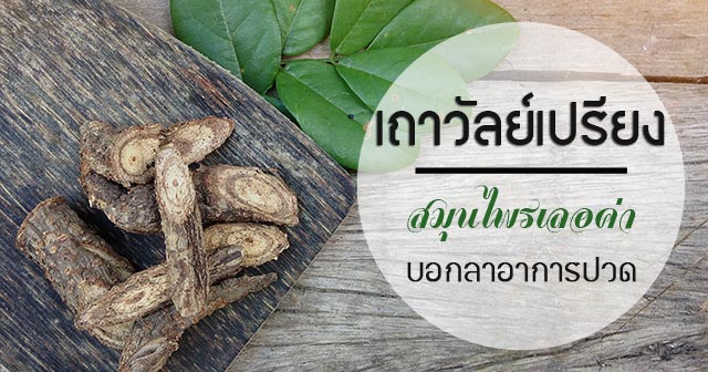 เถาวัลย์เปรียง เถาวัลย์เปรียง