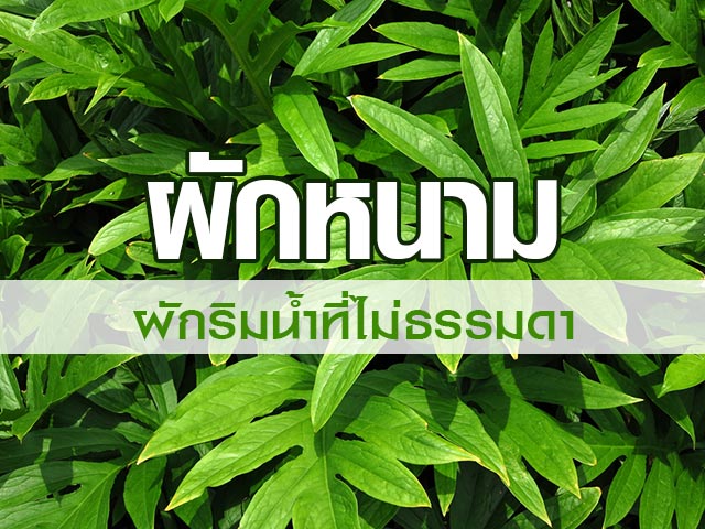 ผักหนาม ผักหนาม
