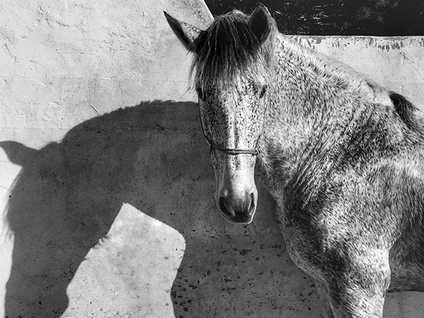 iPhone Photography Awards iPhone Photography Awards