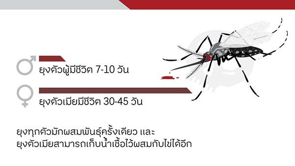 Mosquito Mosquito