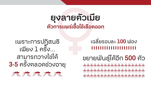 Mosquito Mosquito