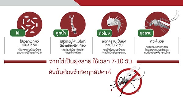 Mosquito Mosquito