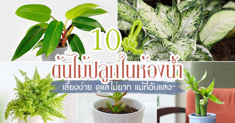 ต้นไม้ปลูกในห้องน้ำ ต้นไม้ปลูกในห้องน้ำ