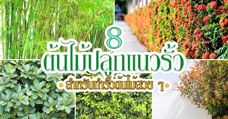 รั้วต้นไม้ รั้วต้นไม้