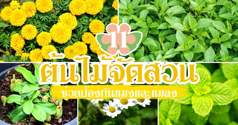 ต้นไม้จัดสวนปลูกไล่แมลง ต้นไม้จัดสวนปลูกไล่แมลง