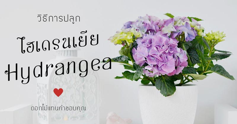 ดอกไฮเดรนเยีย ดอกไฮเดรนเยีย