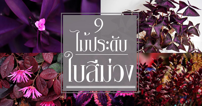ไม้ประดับใบสีม่วง ไม้ประดับใบสีม่วง