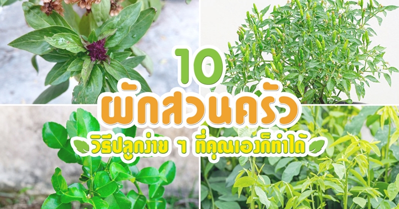 วิธีปลูกผักสวนครัว วิธีปลูกผักสวนครัว