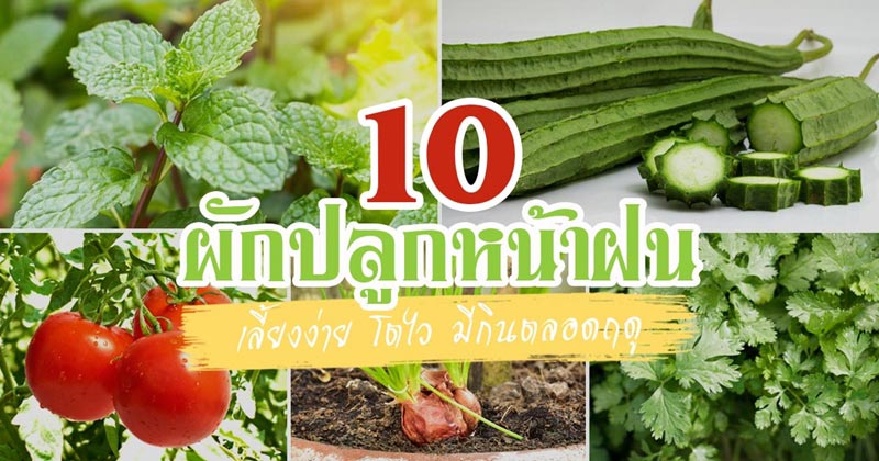 ปลูกผักหน้าฝน ปลูกผักหน้าฝน