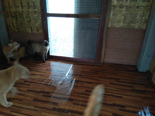 บ้านแมว บ้านแมว