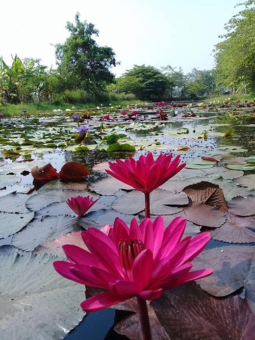ที่เที่ยวสวนบัว ที่เที่ยวสวนบัว