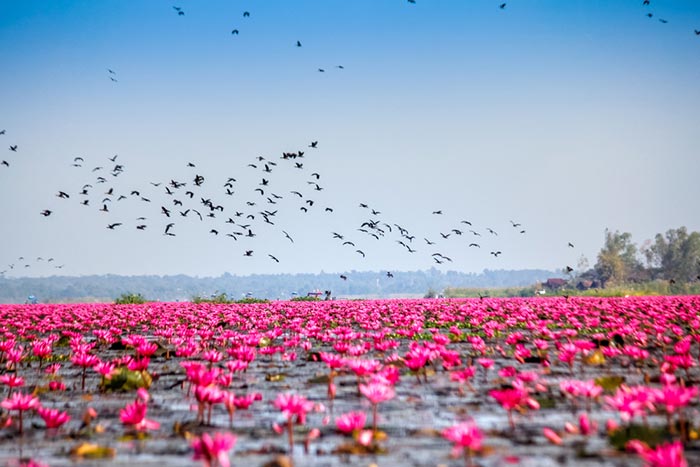 ที่เที่ยวสวนบัว ที่เที่ยวสวนบัว