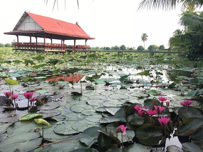 ที่เที่ยวสวนบัว ที่เที่ยวสวนบัว