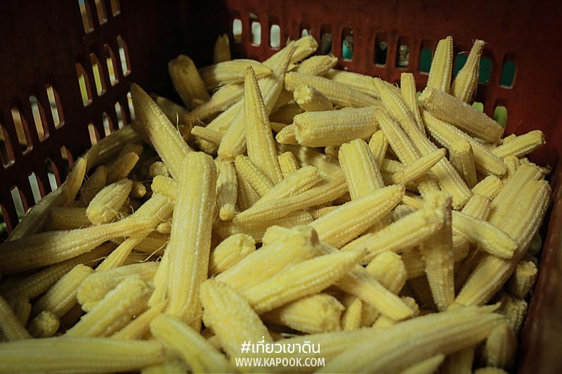 เส้นทางอาหารสัตว์ เส้นทางอาหารสัตว์