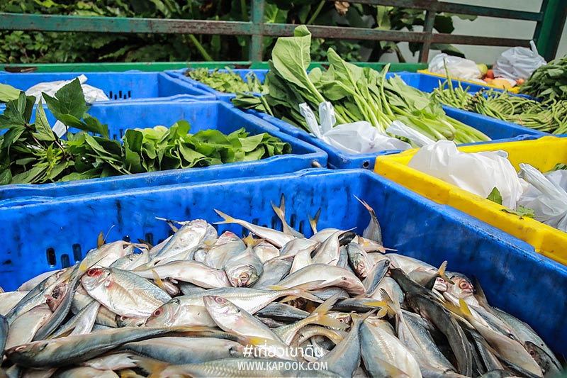 เส้นทางอาหารสัตว์ เส้นทางอาหารสัตว์