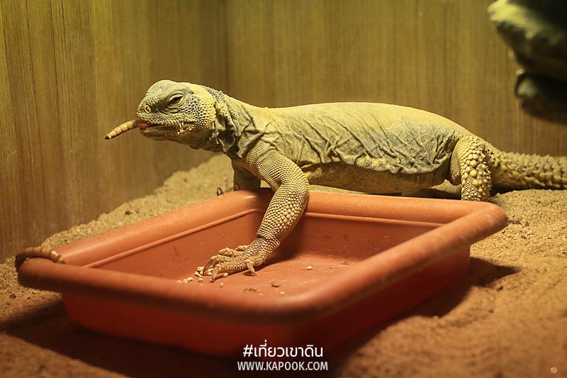 เส้นทางอาหารสัตว์ เส้นทางอาหารสัตว์