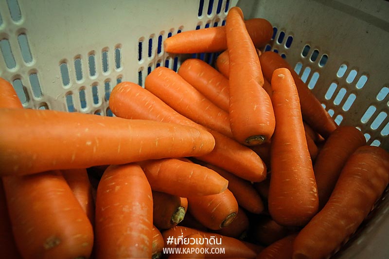 เส้นทางอาหารสัตว์ เส้นทางอาหารสัตว์