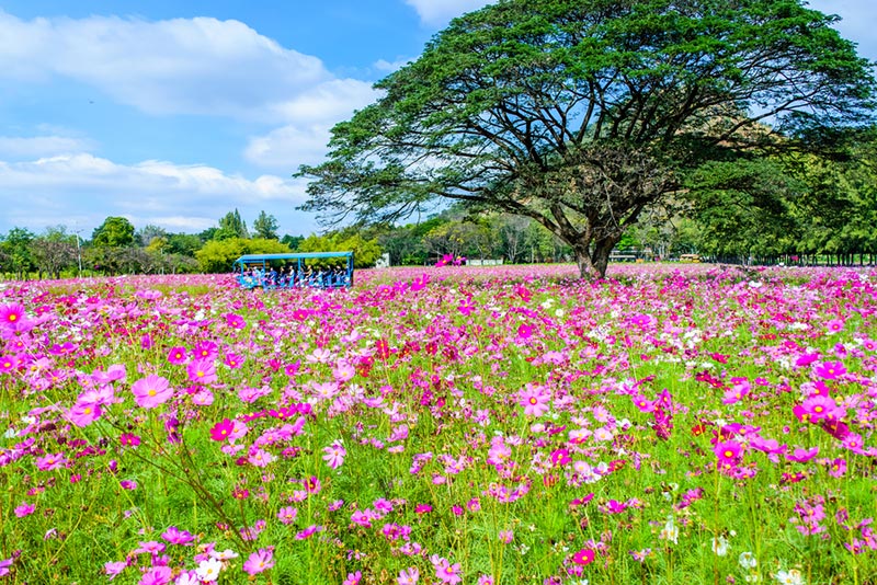 ที่เที่ยวปีใหม่ 2562 ที่เที่ยวปีใหม่ 2562
