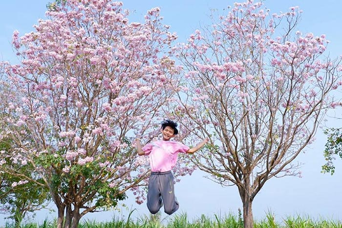 ชมพูพันธุ์ทิพย์ ชมพูพันธุ์ทิพย์