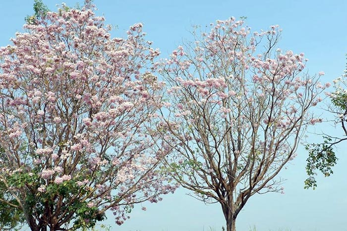 ชมพูพันธุ์ทิพย์ ชมพูพันธุ์ทิพย์
