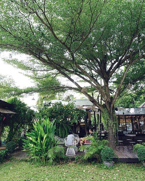 ร้านกาแฟในสวน ร้านกาแฟในสวน