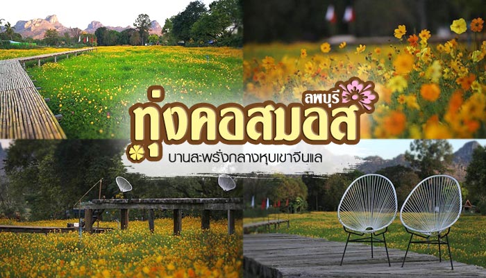 ทุ่งคอสมอส ลพบุรี ทุ่งคอสมอส ลพบุรี