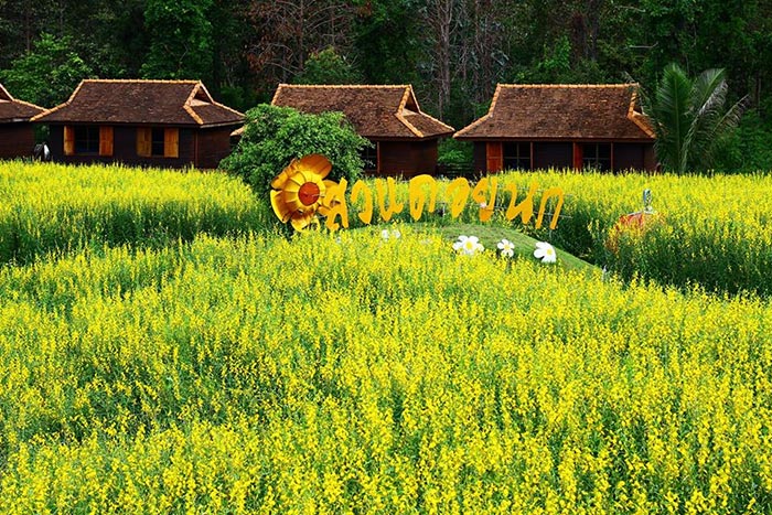 ทุ่งปอเทือง ทุ่งปอเทือง