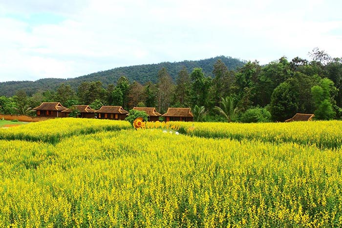 ทุ่งปอเทือง ทุ่งปอเทือง