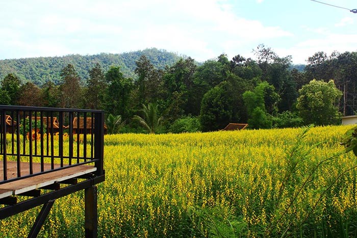 ทุ่งปอเทือง ทุ่งปอเทือง