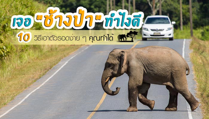 ช้างป่า ช้างป่า