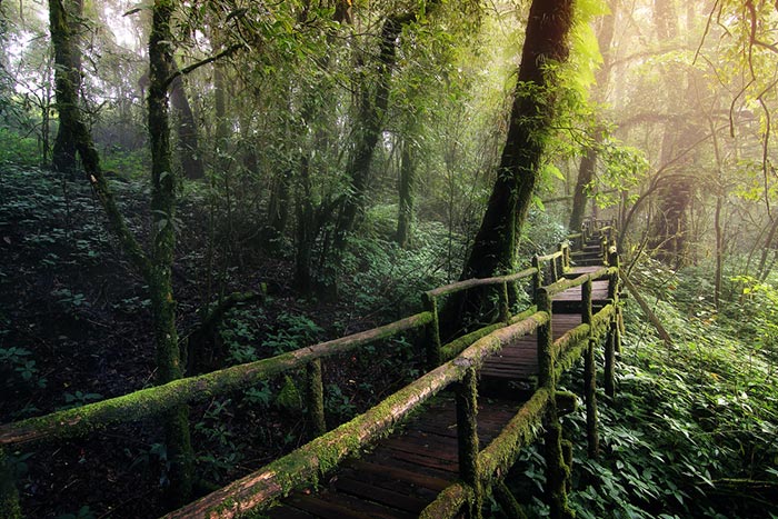 ที่เที่ยวอุทยานแห่งชาติหน้าฝน ที่เที่ยวอุทยานแห่งชาติหน้าฝน