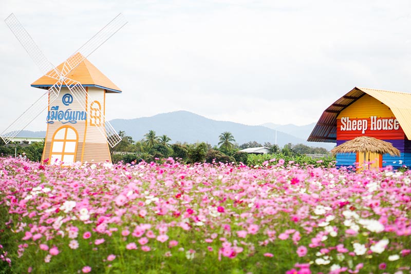 ทุ่งคอสมอสเมืองแกนพัฒนา ทุ่งคอสมอสเมืองแกนพัฒนา