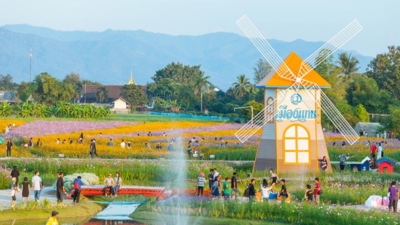 ทุ่งคอสมอสเมืองแกนพัฒนา ทุ่งคอสมอสเมืองแกนพัฒนา