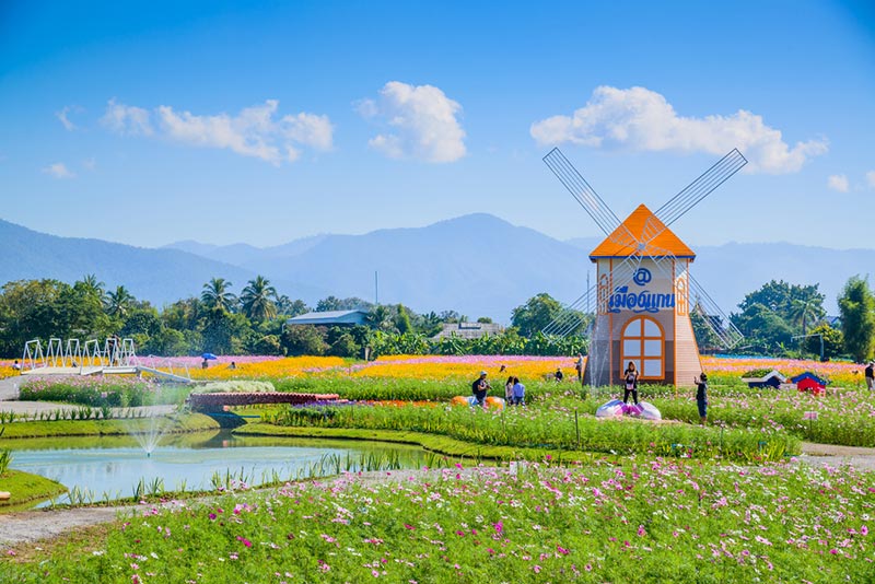 ทุ่งคอสมอสเมืองแกนพัฒนา ทุ่งคอสมอสเมืองแกนพัฒนา