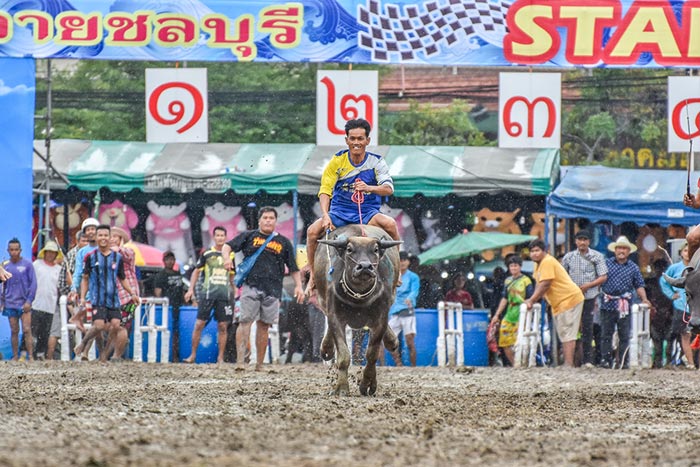 ประเพณีวิ่งควาย ประเพณีวิ่งควาย