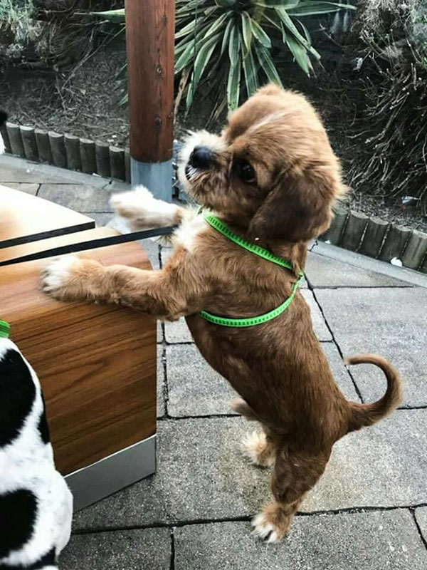 สุนัขจรจัดได้ชุบชีวิตใหม่ สุนัขจรจัดได้ชุบชีวิตใหม่