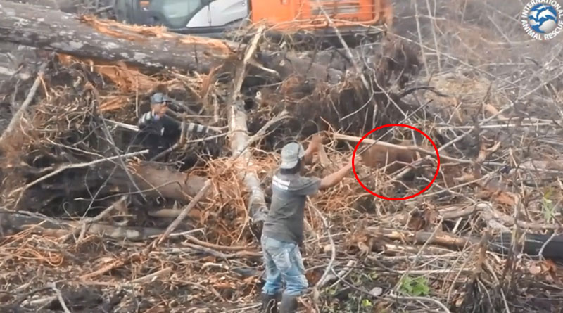 ลิงอุรังอุตังขวางรถขุดดินตัดไม้ ลิงอุรังอุตังขวางรถขุดดินตัดไม้