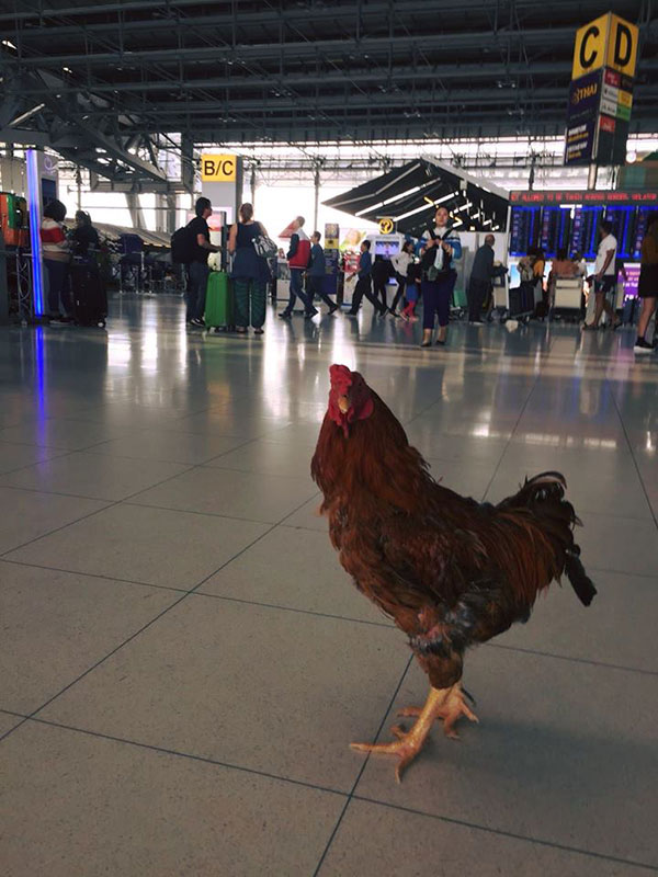 เปิดโปรไฟล์ ไอ้เหลือง ไก่คู่ใจจ้อย ในบุพเพสันนิวาส นอกจอเซเลบมาก เปิดโปรไฟล์ ไอ้เหลือง ไก่คู่ใจจ้อย ในบุพเพสันนิวาส นอกจอเซเลบมาก