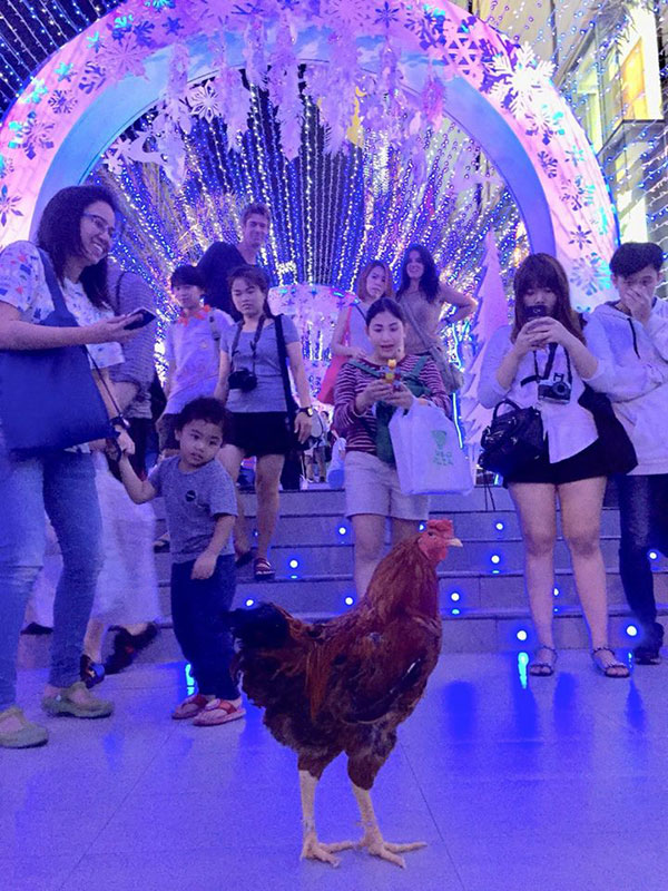 เปิดโปรไฟล์ ไอ้เหลือง ไก่คู่ใจจ้อย ในบุพเพสันนิวาส นอกจอเซเลบมาก เปิดโปรไฟล์ ไอ้เหลือง ไก่คู่ใจจ้อย ในบุพเพสันนิวาส นอกจอเซเลบมาก