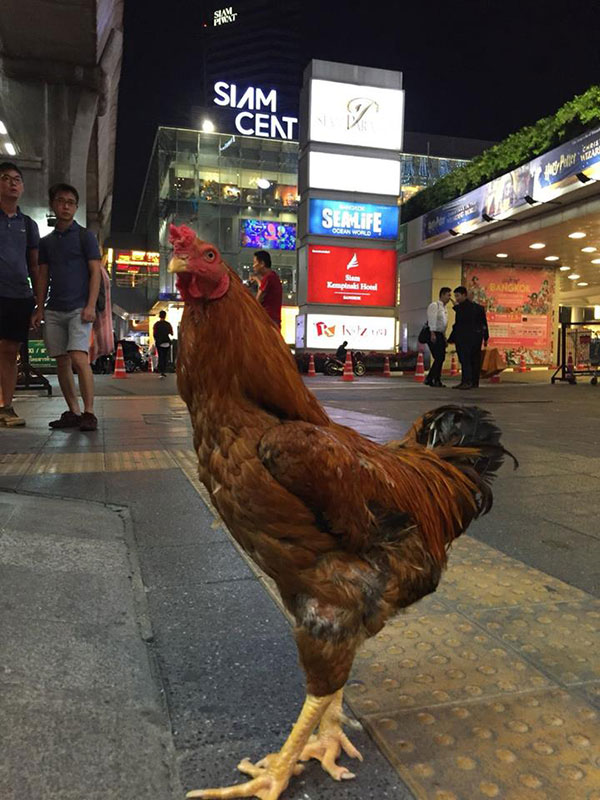 เปิดโปรไฟล์ ไอ้เหลือง ไก่คู่ใจจ้อย ในบุพเพสันนิวาส นอกจอเซเลบมาก เปิดโปรไฟล์ ไอ้เหลือง ไก่คู่ใจจ้อย ในบุพเพสันนิวาส นอกจอเซเลบมาก