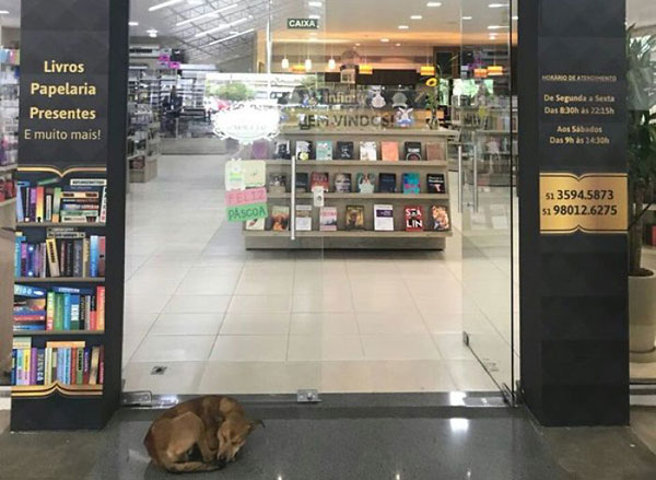 สุนัขจรจัดแสนรู้ ย่องขโมยหนังสือจากร้าน พอพนักงานเห็นชื่อหนังสือ...อึ้งเลย สุนัขจรจัดแสนรู้ ย่องขโมยหนังสือจากร้าน พอพนักงานเห็นชื่อหนังสือ...อึ้งเลย