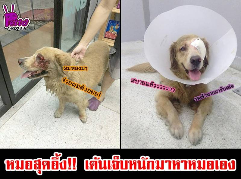 หมาแสนรู้ หมาแสนรู้
