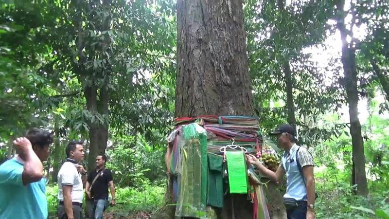 ต้นตะเคียน 100 ปี ต้นตะเคียน 100 ปี