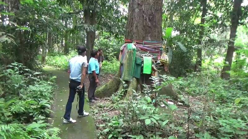 ต้นตะเคียน 100 ปี ต้นตะเคียน 100 ปี