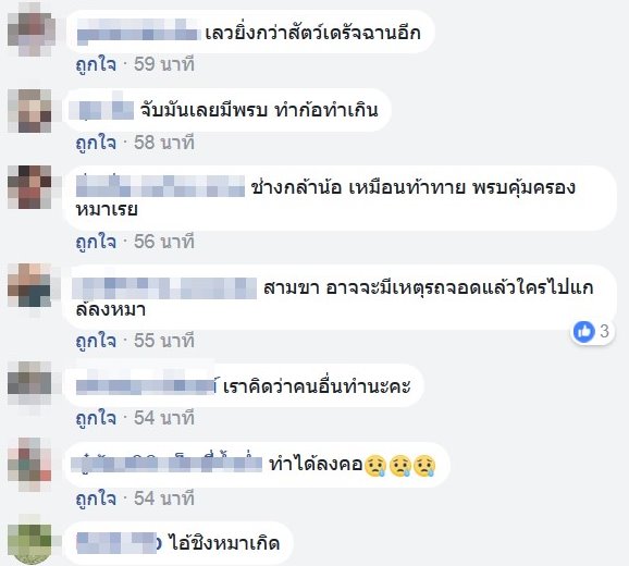 ทำร้ายสุนัข ทำร้ายสุนัข
