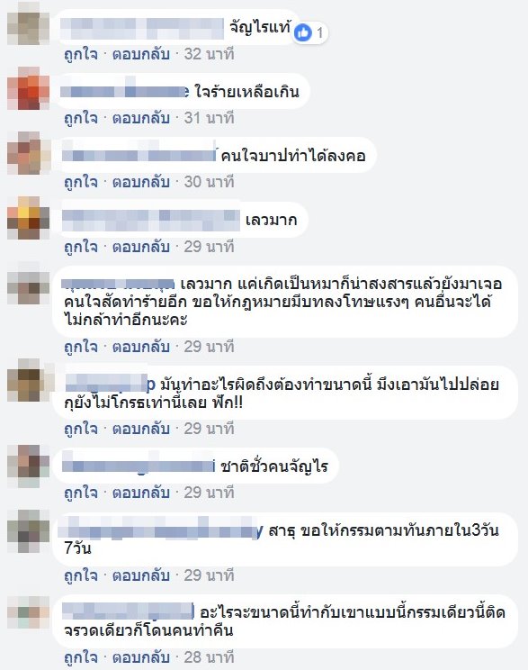 ทำร้ายสุนัข ทำร้ายสุนัข